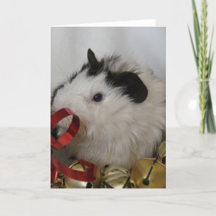 cavia met gouden klokken kaart
