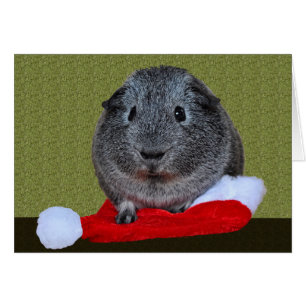 Cavia Pig Kerstmis