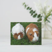 Cavia Pigs Briefkaart (Staand voorkant)