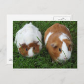 Cavia Pigs Briefkaart (Voorkant / Achterkant)