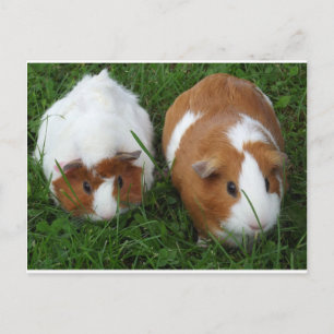 Cavia Pigs Briefkaart