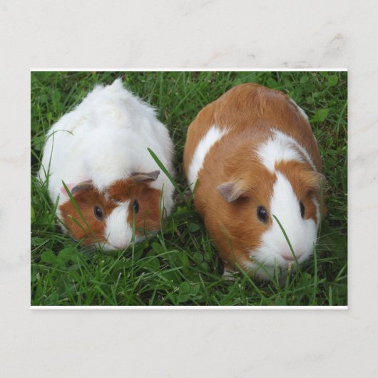 Cavia Pigs Briefkaart (Voorkant)
