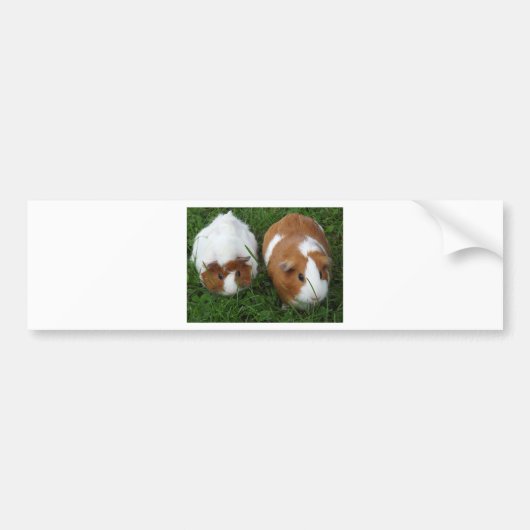 Cavia Pigs Bumpersticker (Voorkant)