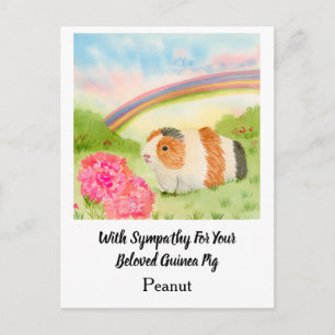 Cavia Regenboog Sympathie met Anjers Naam Briefkaart