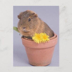 cavia ' s in een bloempot briefkaart