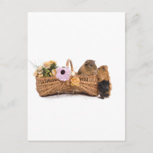 cavia ' s in een mand briefkaart