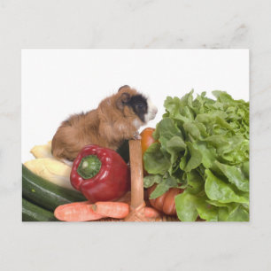 cavia ' s in een mandje groenten briefkaart