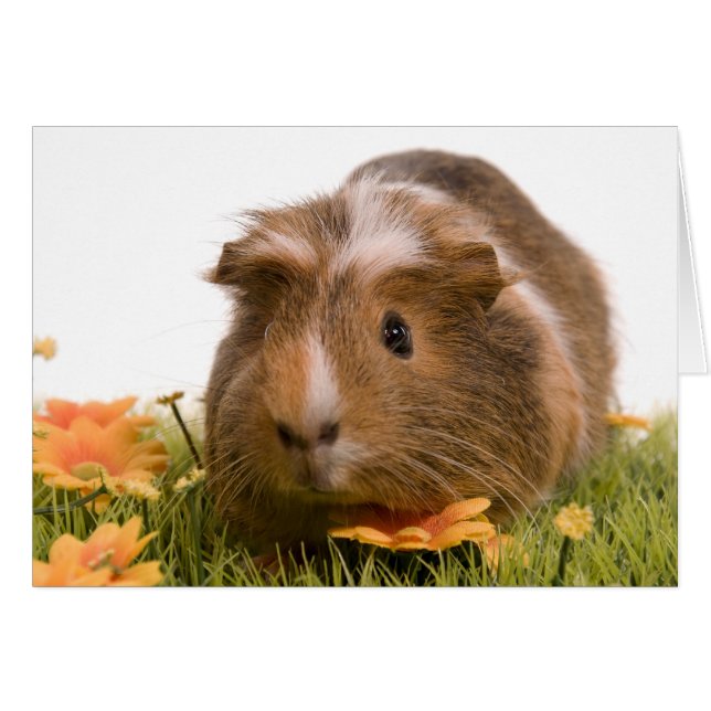 cavia ' s op een gras (Voorkant Horizontaal)