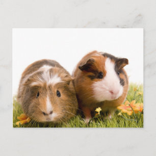 cavia ' s op een gras briefkaart