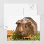 cavia ' s op een gras briefkaart (Voorkant / Achterkant)