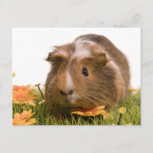 cavia ' s op een gras briefkaart