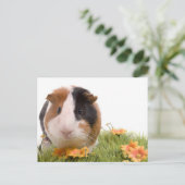 cavia ' s op een gras briefkaart (Staand voorkant)