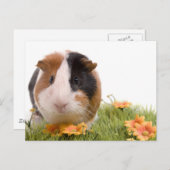 cavia ' s op een gras briefkaart (Voorkant / Achterkant)