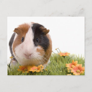 cavia ' s op een gras briefkaart