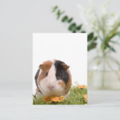 cavia ' s op een gras briefkaart (Staand voorkant)
