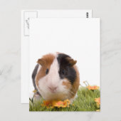 cavia ' s op een gras briefkaart (Voorkant / Achterkant)