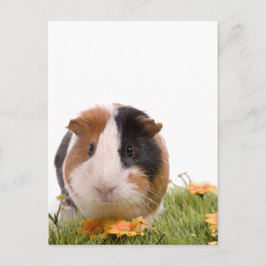 cavia ' s op een gras briefkaart (Voorkant)