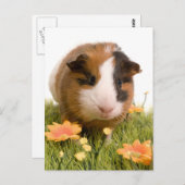 cavia ' s op een gras briefkaart (Voorkant / Achterkant)