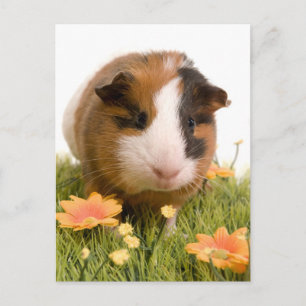 cavia ' s op een gras briefkaart