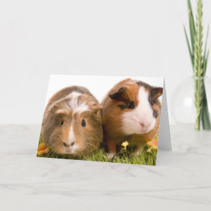 cavia ' s op een gras kaart