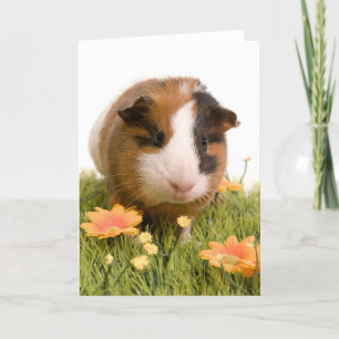cavia ' s op een gras kaart