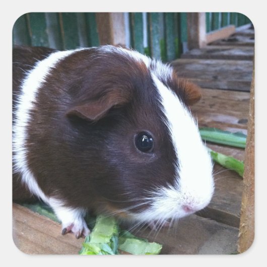 cavia vierkante sticker (Voorkant)