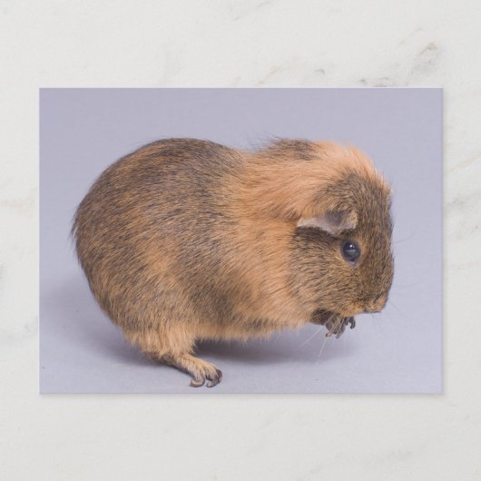 cavia's, briefkaart (Voorkant)