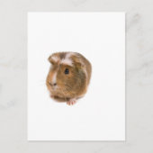 cavia's briefkaart (Voorkant)
