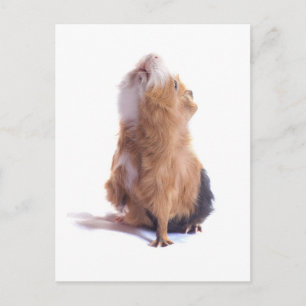 cavia's, briefkaart