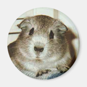 cavia's magnet magneet