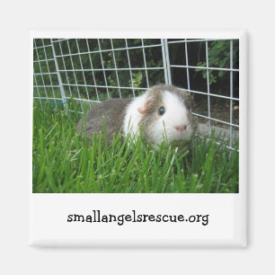 cavia's magnet magneet