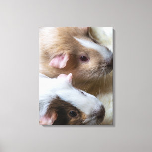 Cavia's van dichtbij canvasprint canvas afdruk