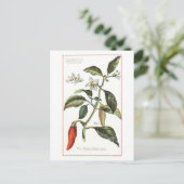 Cayennepeper botanische illustratie briefkaart (Staand voorkant)