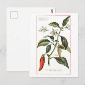 Cayennepeper botanische illustratie briefkaart (Voorkant / Achterkant)