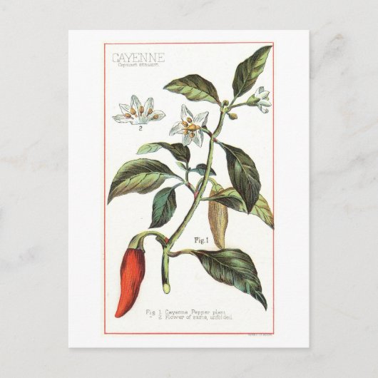 Cayennepeper botanische illustratie briefkaart (Voorkant)