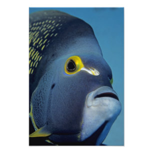 Cayman Eilanden, Franse engelvis Pomacanthus Foto Afdruk