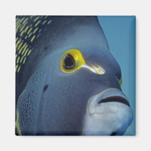 Cayman Eilanden, Franse engelvis Pomacanthus Magneet
