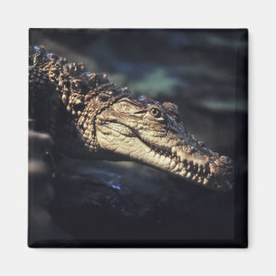 Caymancrocodile magnet magneet