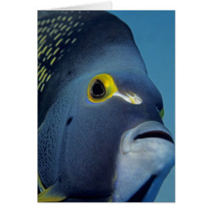 Caymaneilanden, Franse Angelfish Pomacanthus
