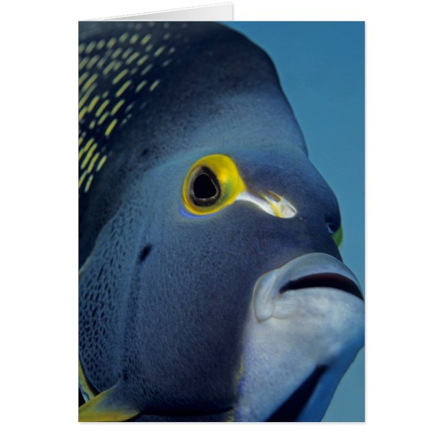 Caymaneilanden, Franse Angelfish Pomacanthus (Voorkant)