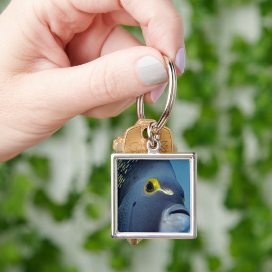 Caymaneilanden, Franse Angelfish Pomacanthus Sleutelhanger (Hand)