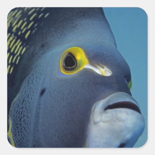 Caymaneilanden, Franse Angelfish Pomacanthus Vierkante Sticker (Voorkant)