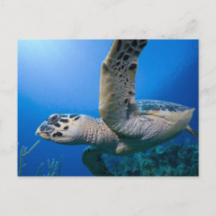 Caymaneilanden, Little Cayman Island, onderwater Briefkaart