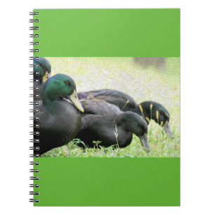 Cayuga Black Ducks Fine Art-laptop Notitieboek