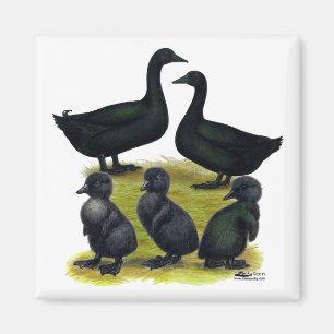 Cayuga Duck Familie Magneet