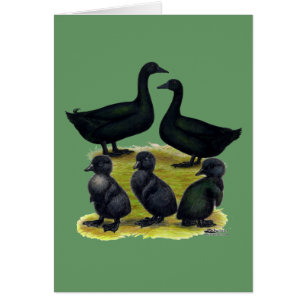 Cayuga Eendenfamilie