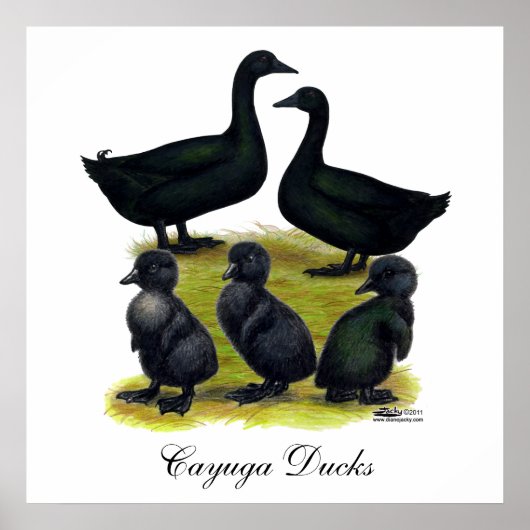 Cayuga eendenfamilie poster (Voorkant)