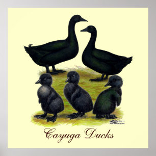 Cayuga Eendenfamilie Poster