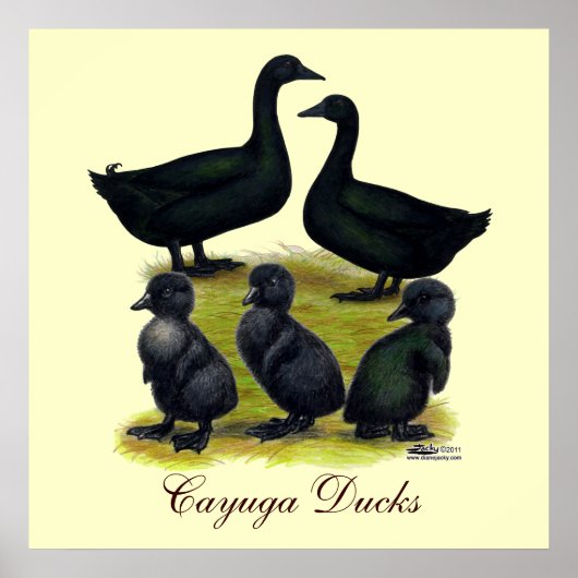 Cayuga Eendenfamilie Poster (Voorkant)