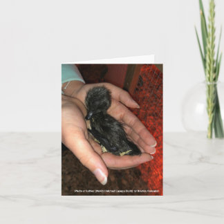 Cayuga Hatchling Kaart